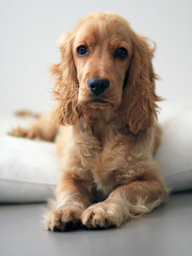 08c50c3e69d0ab3f16e96ead74186dc7