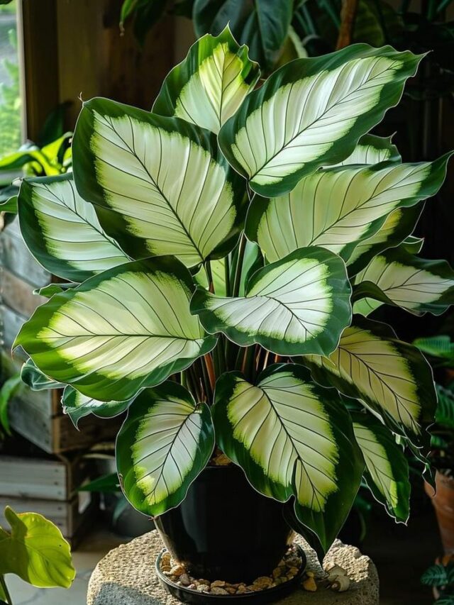 2af5d94a18032d1c94faffa761c34ec1