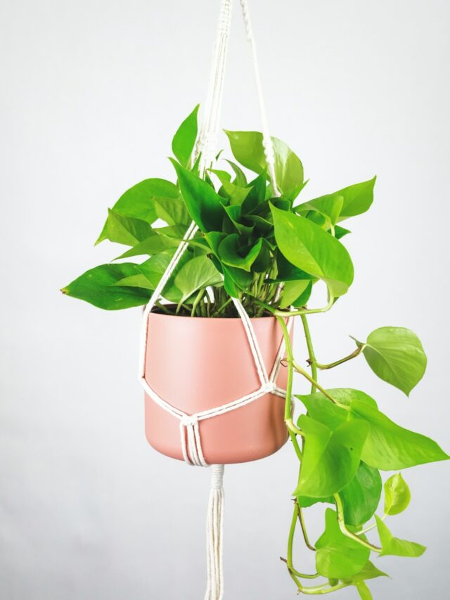 Avoid These 8 Pothos Mistakes for a Healthier, Happier Plant