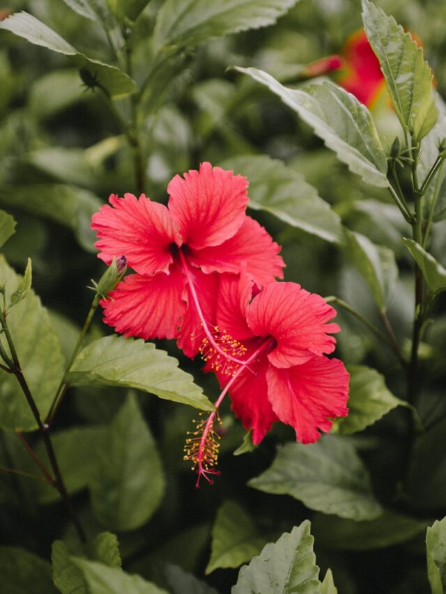 11 Stunning Plants That Look Like Roses But Are Way Easier To Handle