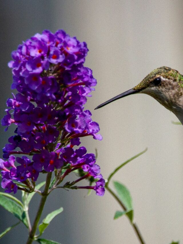 The Purple Flowering Shrub That Attracts Hummingbirds, Butterflies, And Bees Like A Magnet