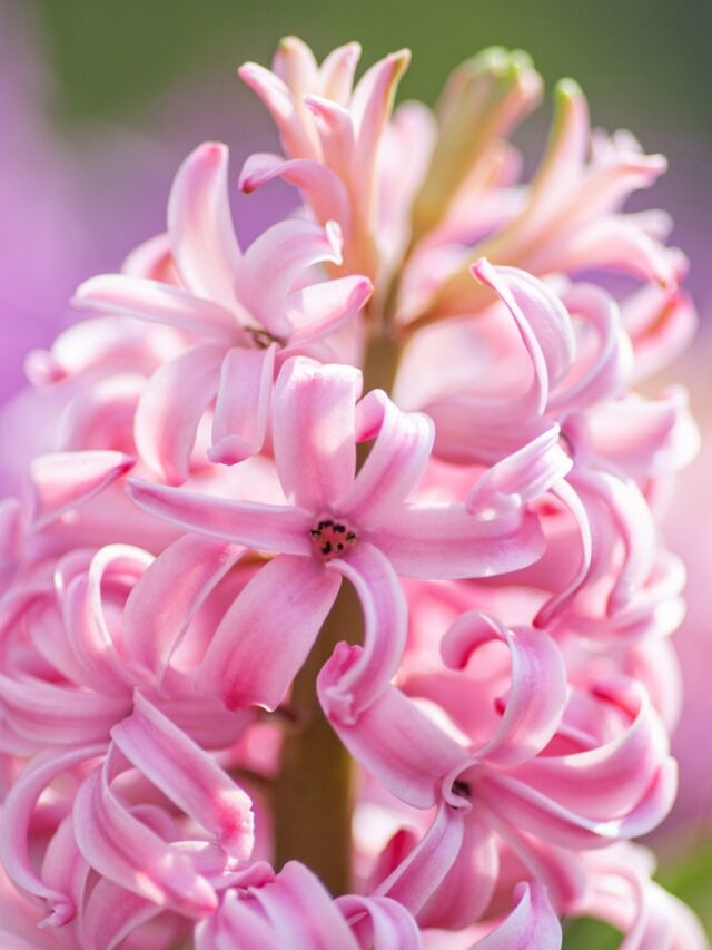 pink and white dahlia in bloom close up photo