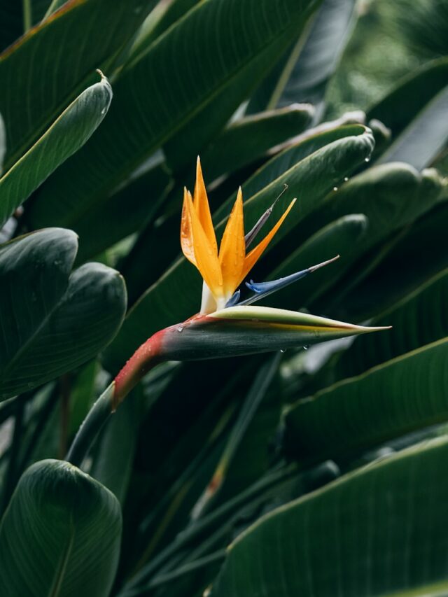 Simple Formula To Grow A White Bird Of Paradise Indoors