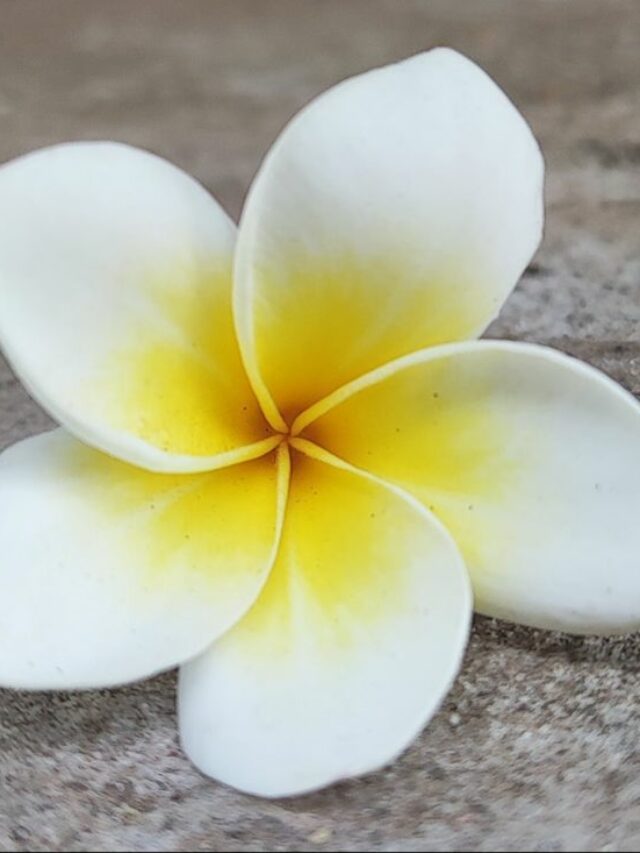 cc7b6adda526afe543490dbde2135781