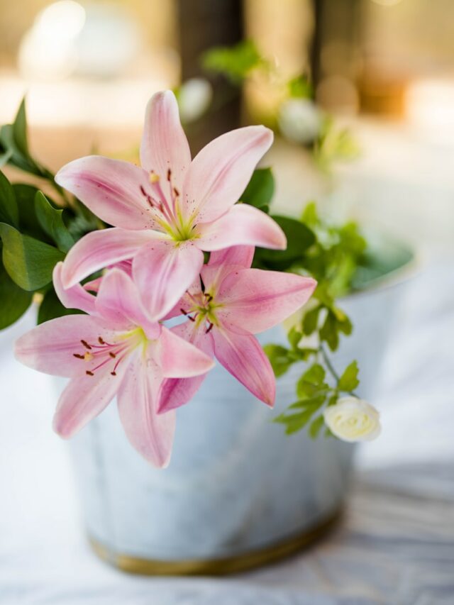 pink flower plant in white pot