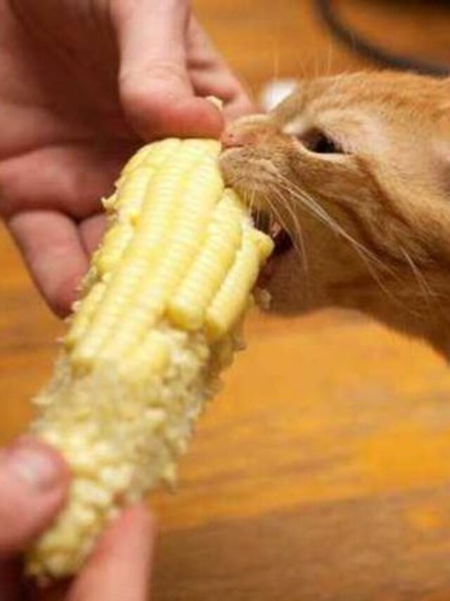 ddebff3c4bdc87252400347456ce9466