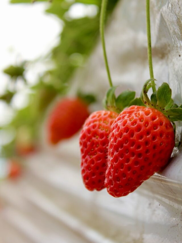 Best Soil for Strawberries: Tips for Growing the Best Strawberries