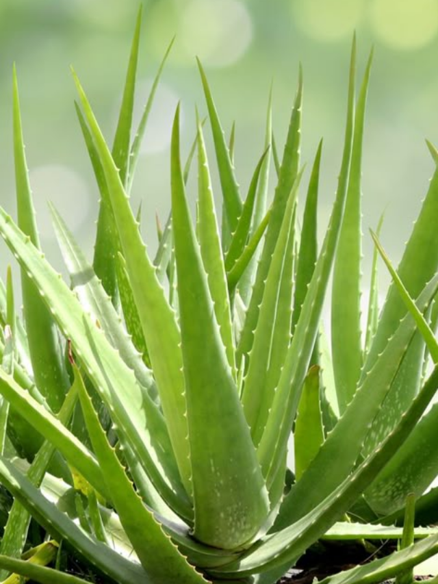 Aloe Vera or Amla: Which Is Better Choice To Promote Hair Growth