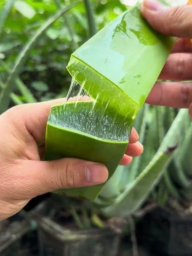 imageAloe vera vs Amla- Which is Better For Hair?