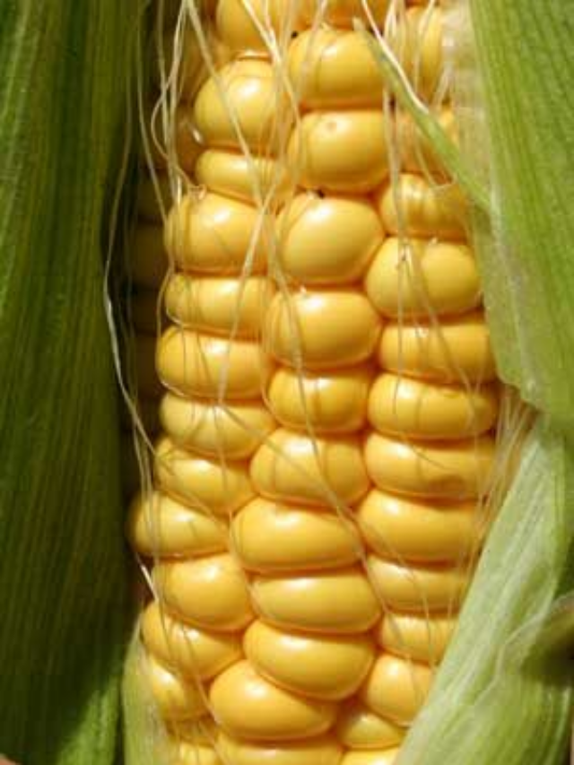 7 Reasons to add corns to the daily diet