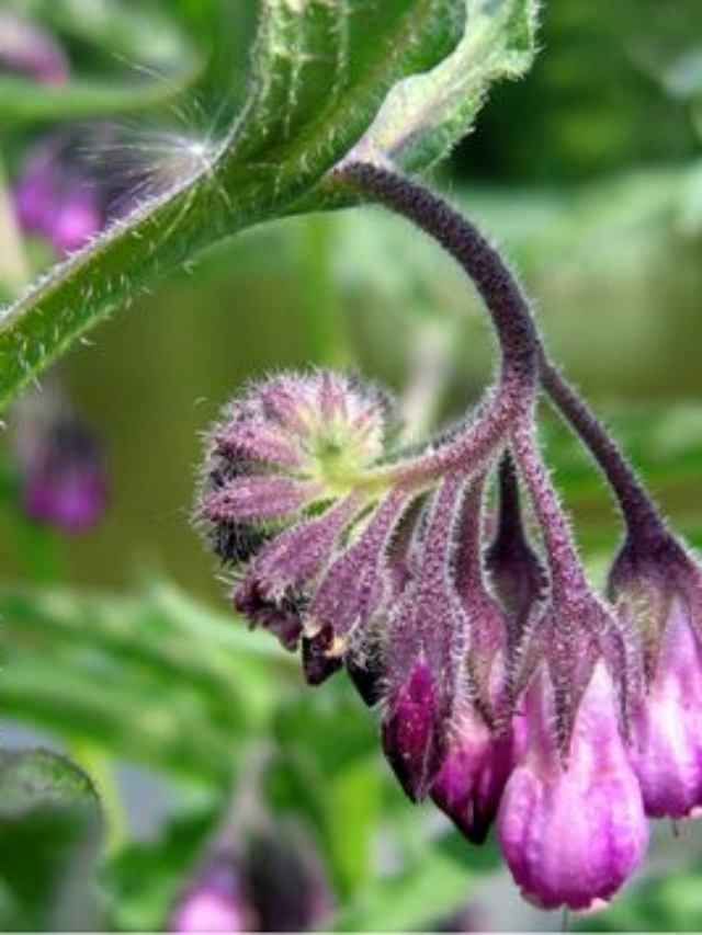 The Secret Plant You Should Grow For Healthier Soil