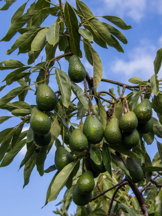 5 Reasons Why You Should Eat an Avocado per Day