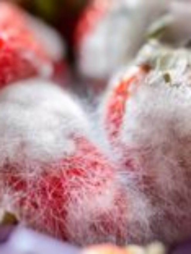 Say Goodbye to Moldy Strawberries with These Simple Storage Tips