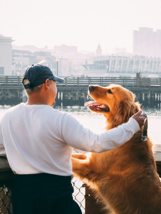8 Ways Dogs Show They Love You
