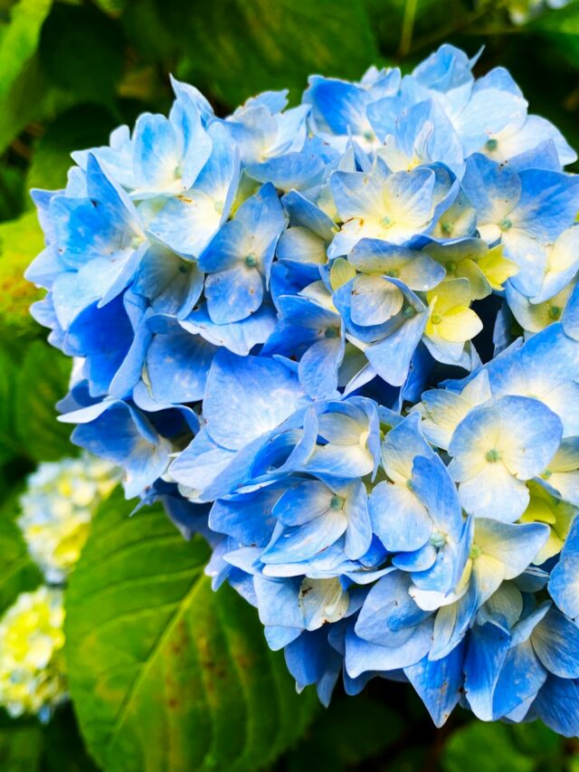 blue flowers with green leaves