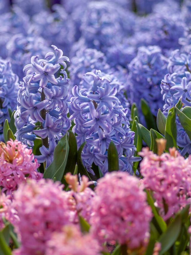 bed of pink and purple flowers