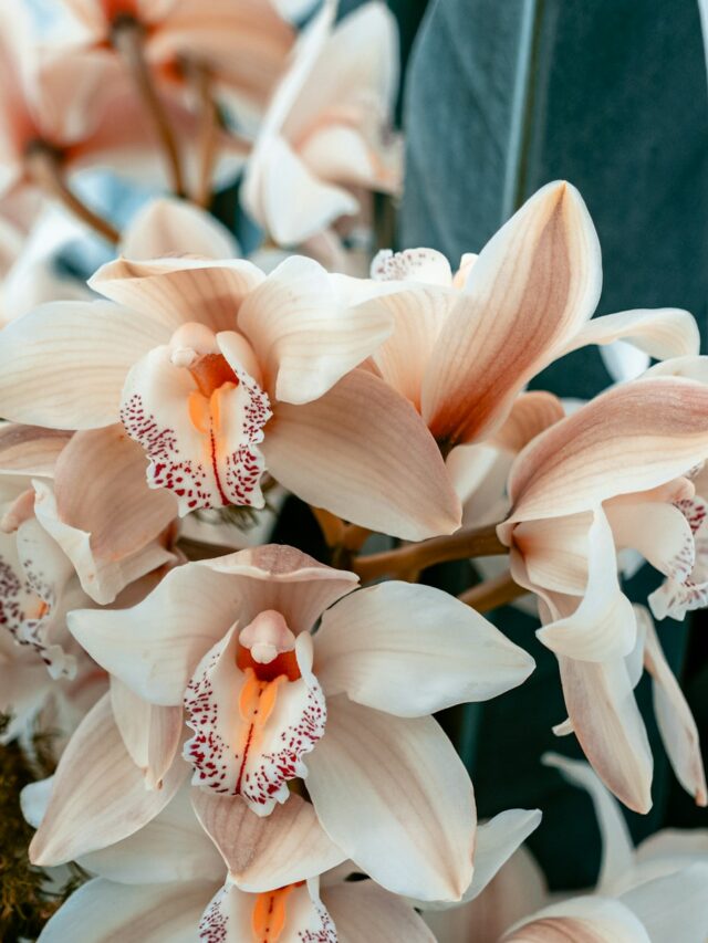 white flowers with green leaves