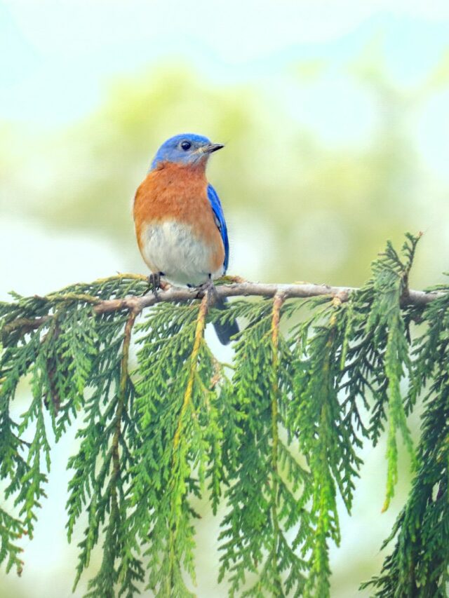 12 Proven Ways to Attract Beautiful Bluebirds to Your Yard