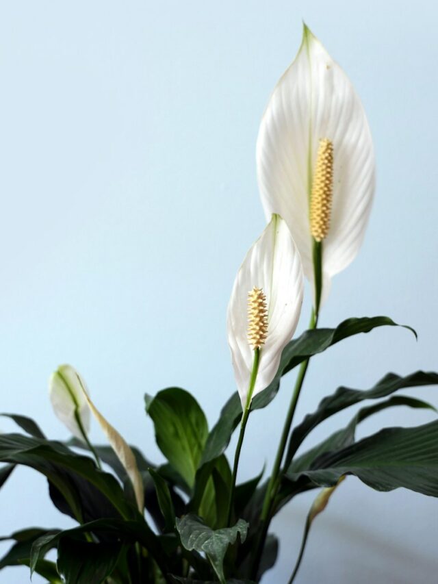 How to Take Care of a Peace Lily — Because It Will 'Let You Know' When It's Not Happy, Says a Horticulturalist