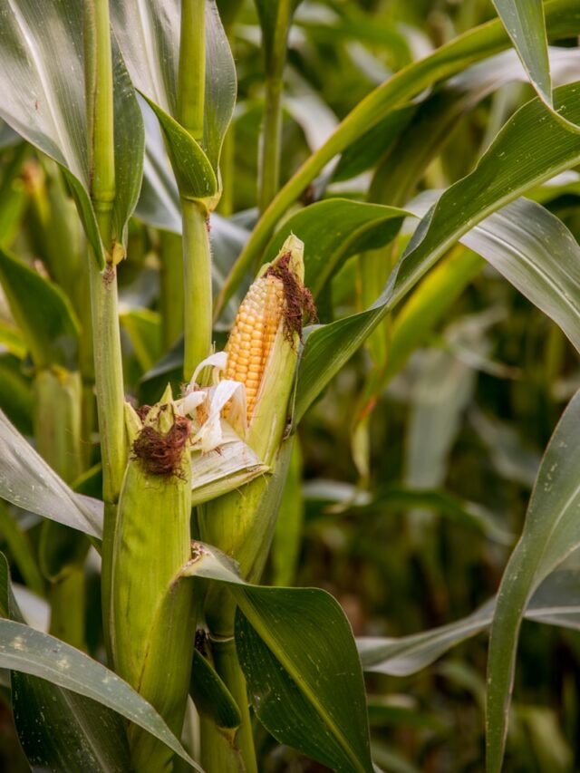 green corn plant