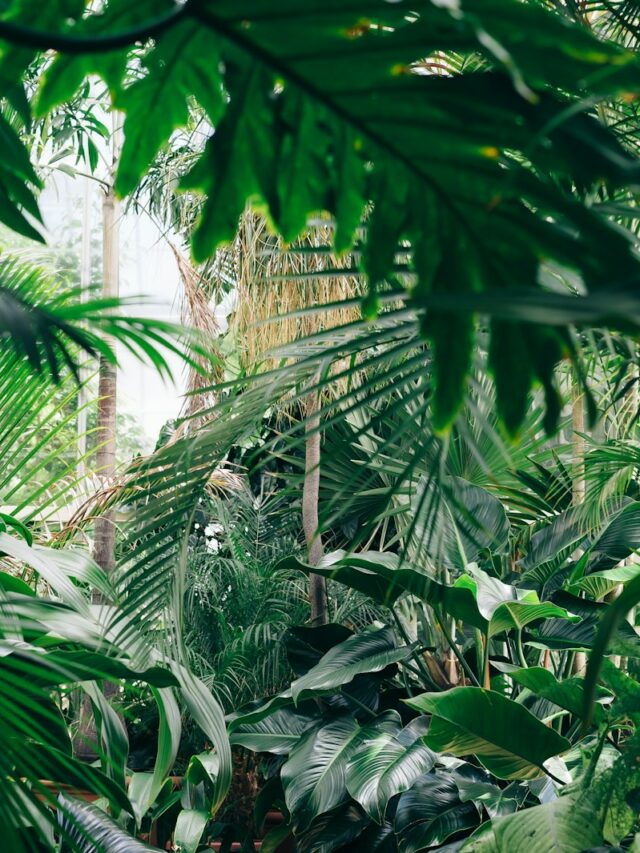 4 plants with natural holes in their leaves – and how to make them thrive