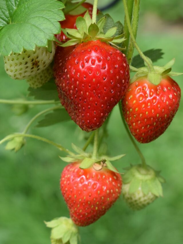 How to Grow Sweet, Juicy Strawberries