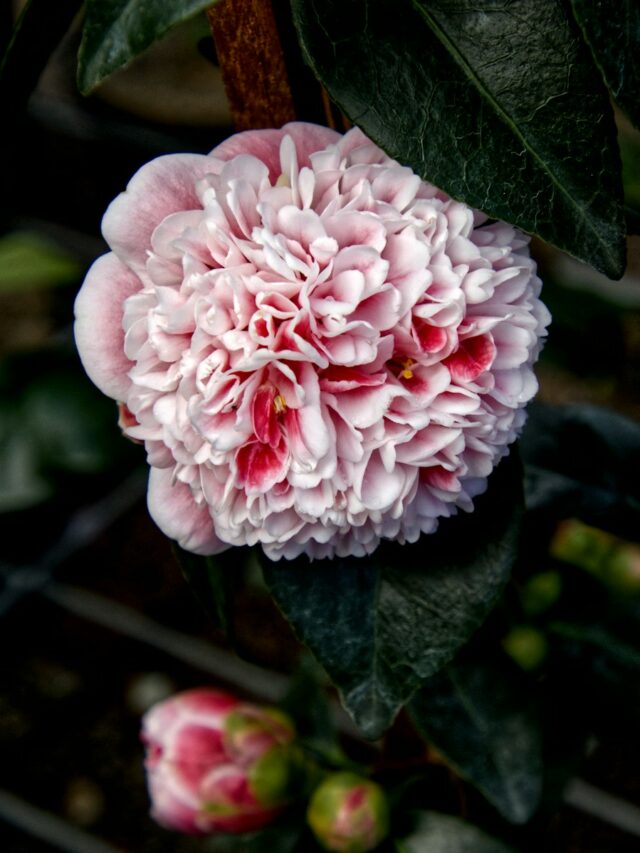 a pink flower with green leaves