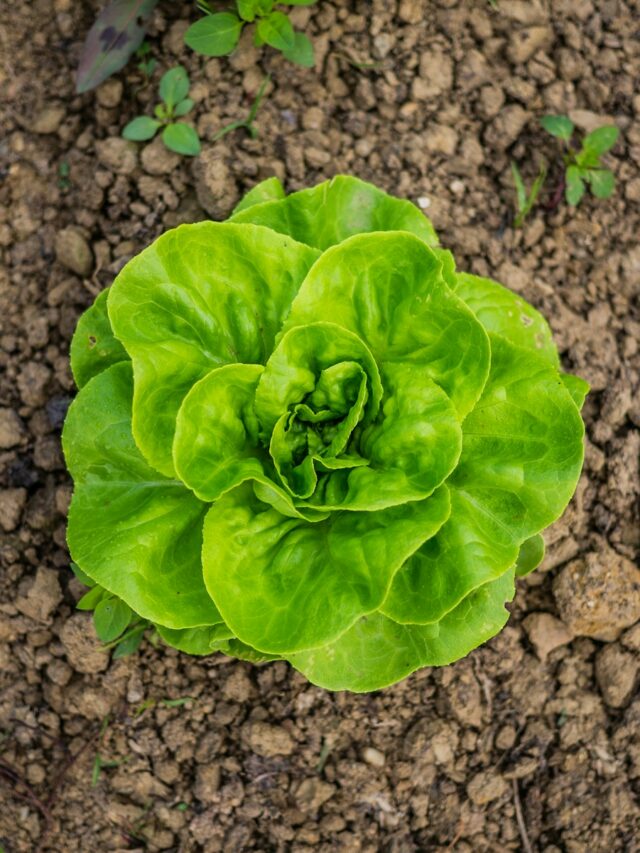 How to Store Lettuce to Stay Crisp and Fresh for Up to 10 Days