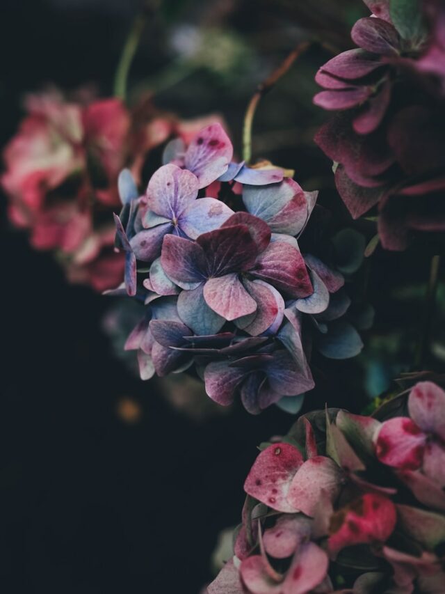 Understanding the language of flowers