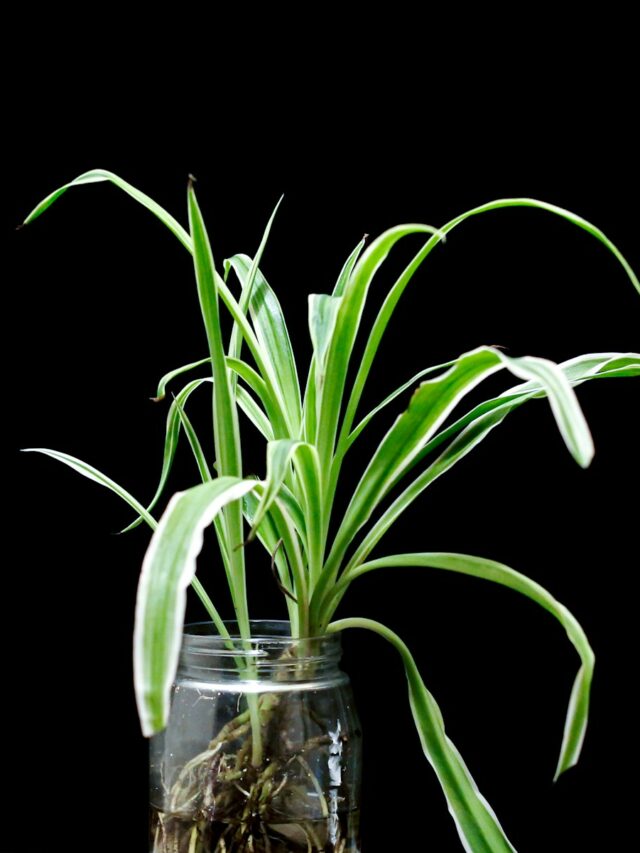 7 Easy Techniques to Make Your Spider Plants Pop with Offshoots
