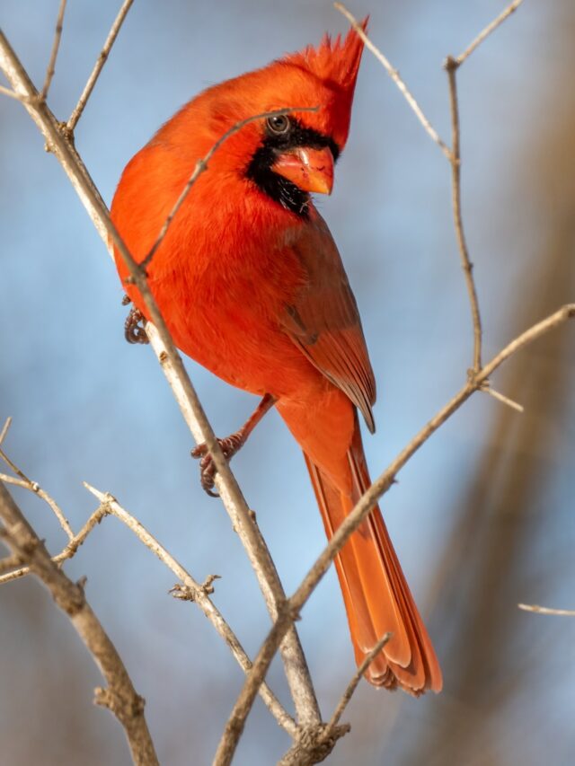 8 Cardinal Bird Feeding Mistakes Everyone Makes
