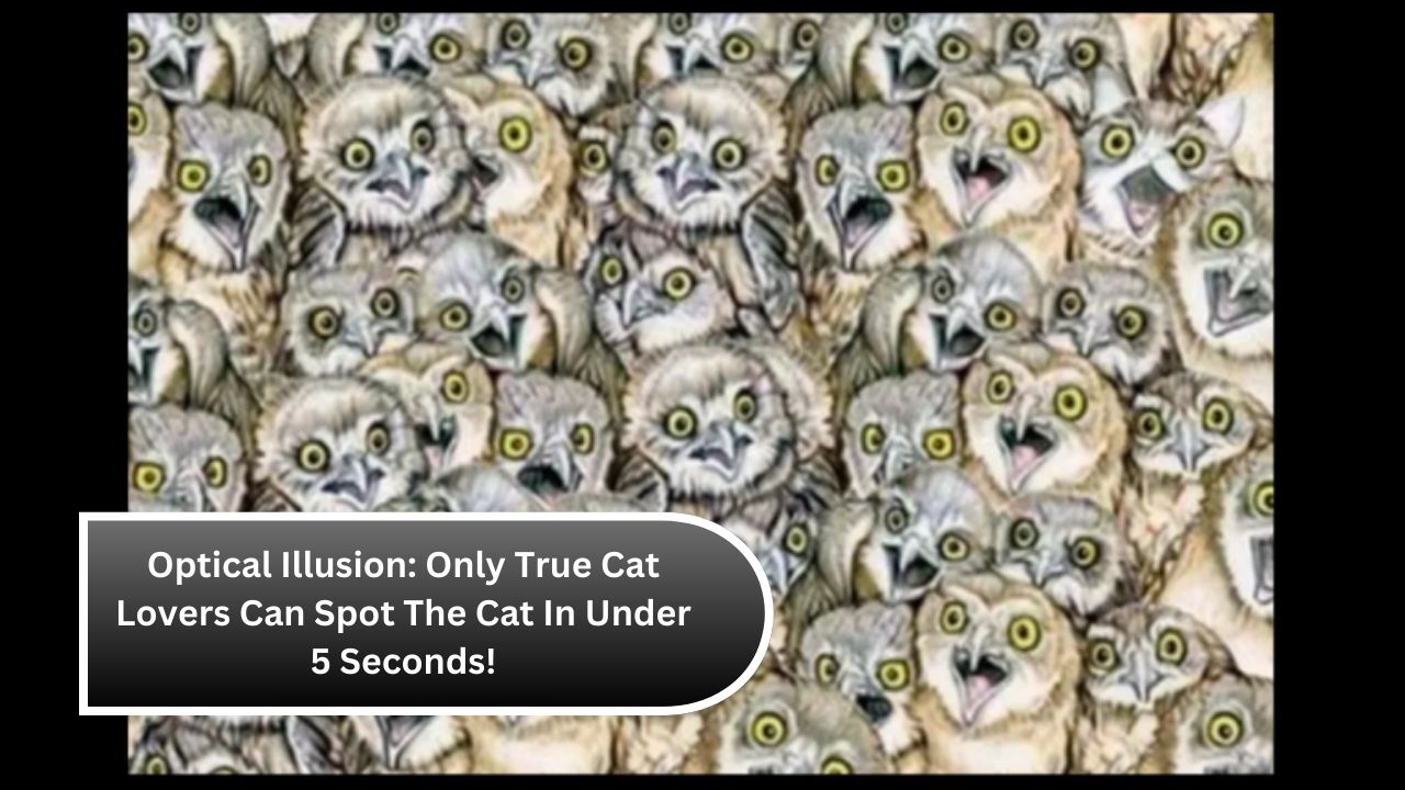 Optical Illusion: Only True Cat Lovers Can Spot The Cat In Under 5 Seconds!