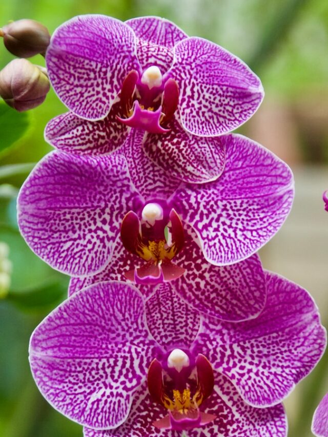 purple moth orchid in bloom during daytime