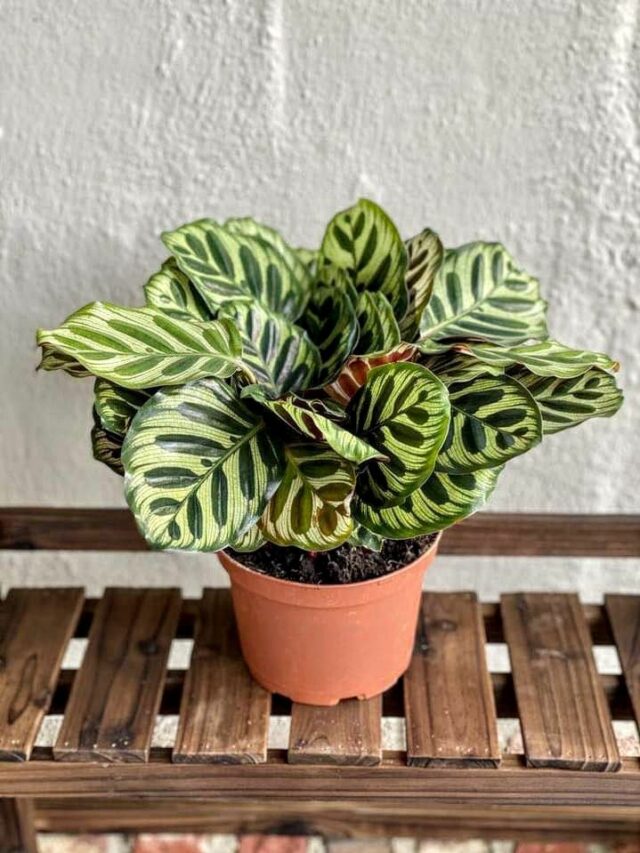 70e614c4a3fcc6ab36ff48dfb48817c2