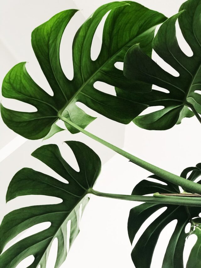 5 Beautiful Houseplants That Don't Need Any Soil To Grow