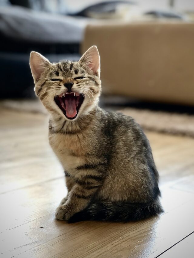 silver tabby kitten on floor