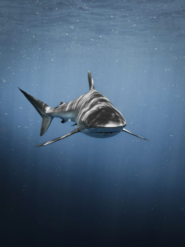 a great white shark swimming in the ocean