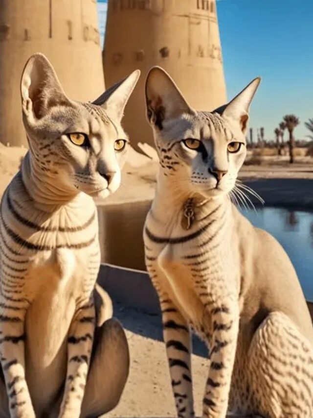 a8b55e59aa524559f799d2c2b6b02cdc