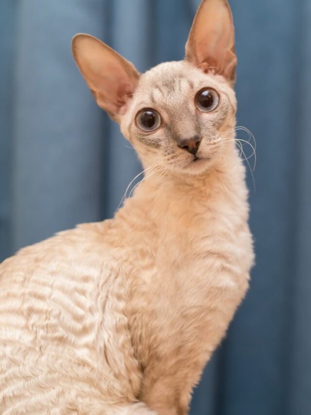 a8cfb6625899f82d1e20563a5cc2ad7b