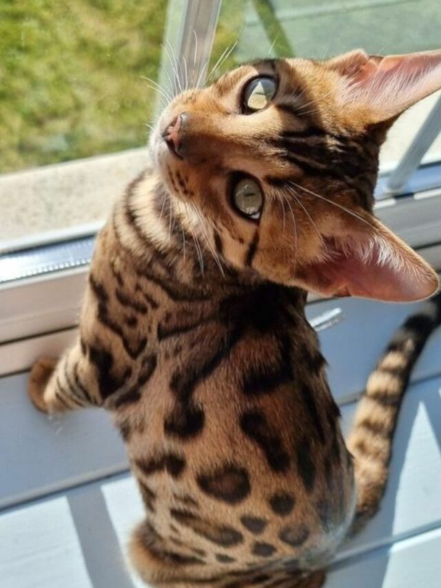 ae6ddea339c31b85982cf6b08c0cc9e0