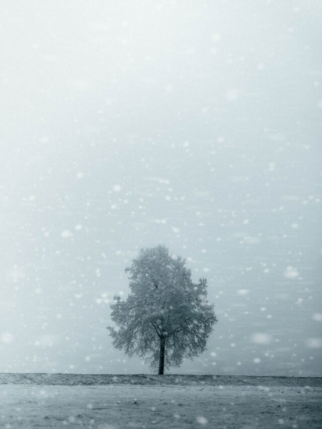 green tree on the beach