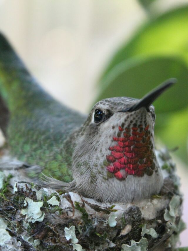 Everything You Need to Know About Hummingbird Nests