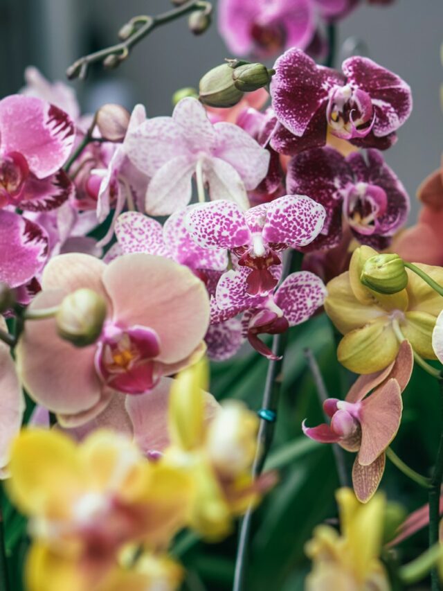 pink and yellow flowers