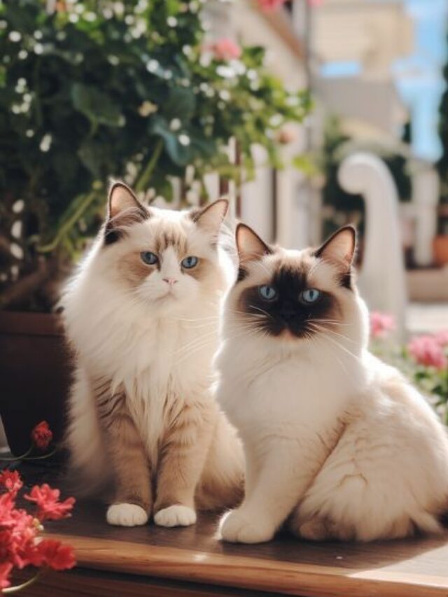 d23ab6f711884d50bc2499d54cae65c8