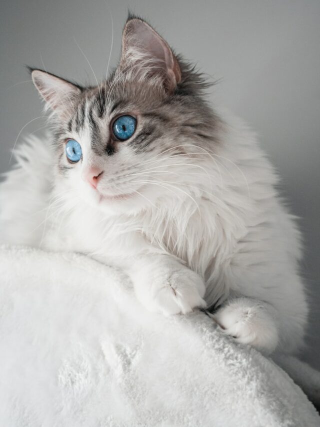 white and brown long fur cat