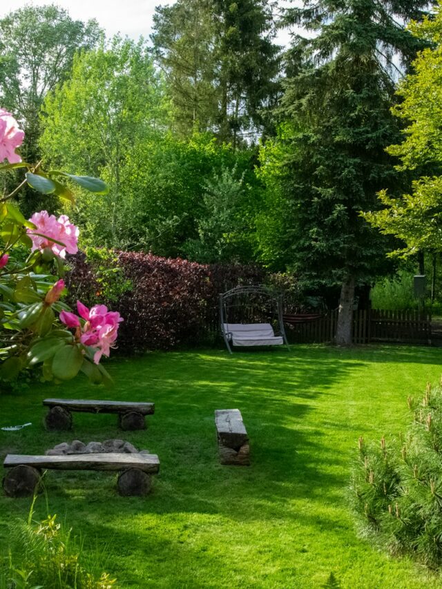 pink flowers on green grass field