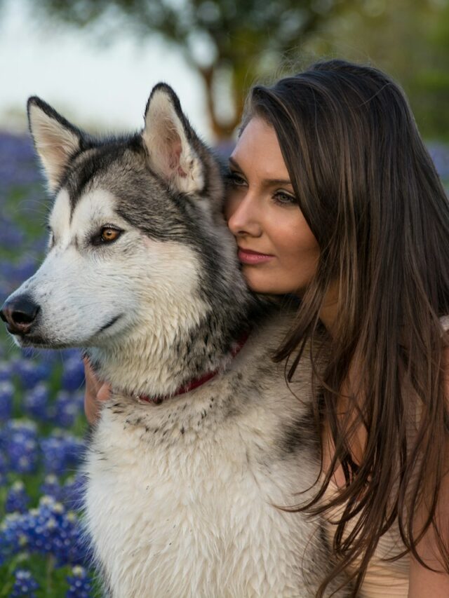 woman beside white and black Siberian husky with purple flowers