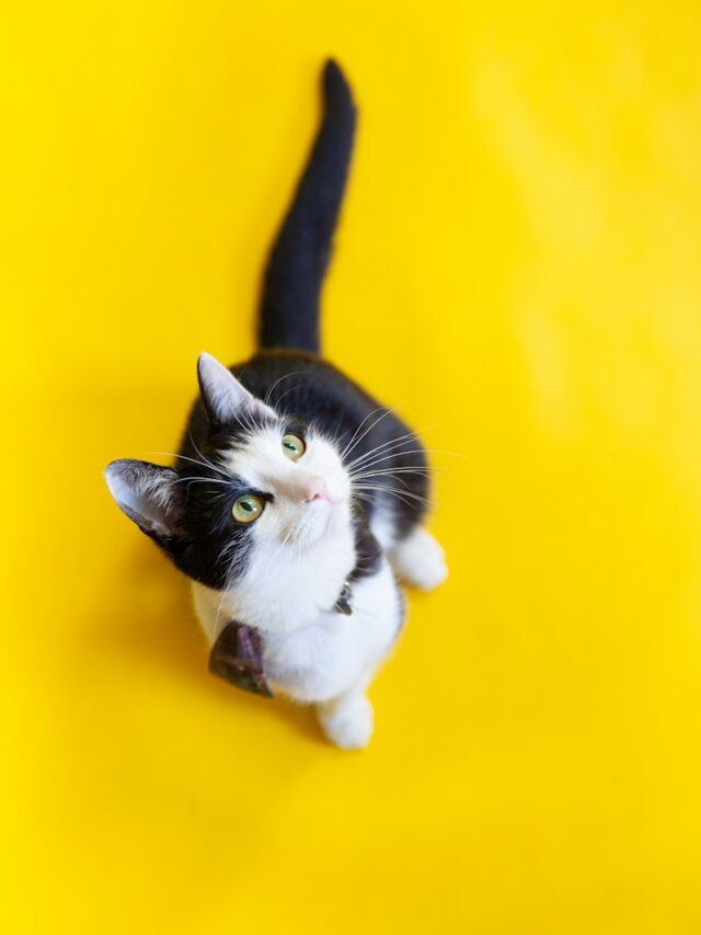 white and black cat on yellow surface