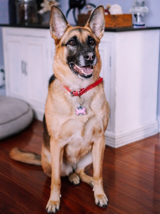 brown and black german shepherd sitting on brown wooden floor