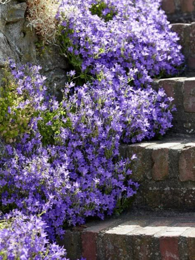 7 Shade-Loving Perennials That Brighten Your Garden